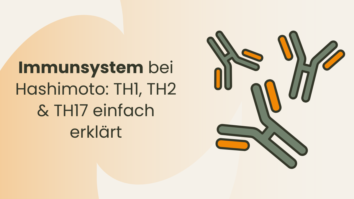 Immunsystem bei Hashimoto TH1, TH2 & TH17 einfach erklärt