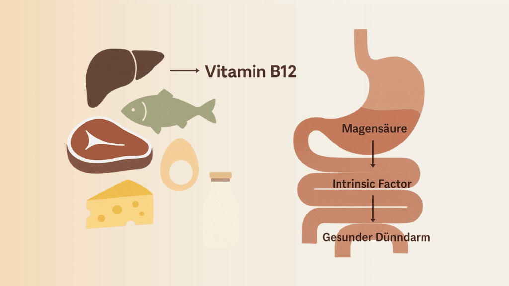 Wie gelangt B12 über die Ernährung in den Körper